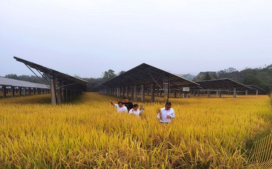 光伏區(qū)查看農(nóng)業(yè)種植情況(攝影:宋康) 光伏區(qū)查看農(nóng)業(yè)種植情況(攝影:宋康)